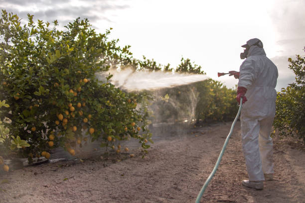 Best Termite Control Services  in Winnemucca, NV