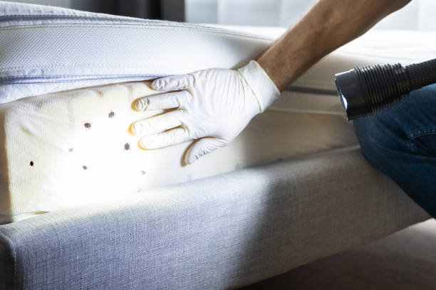 Best Residential Pest Control  in Winnemucca, NV